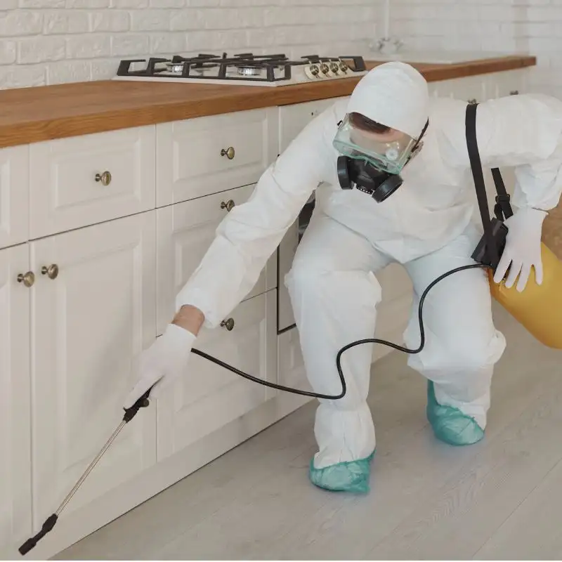 service de dératisation en Belgique